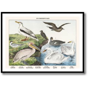 Natur plakat 50x70cm i ramme