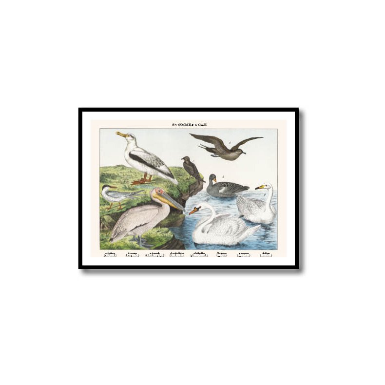 Nature poster 50x70cm in frame