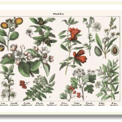 Nature poster 50x70cm in frame