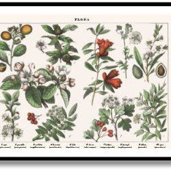 Nature poster 50x70cm in frame