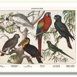 Natur plakat 50x70cm i ramme