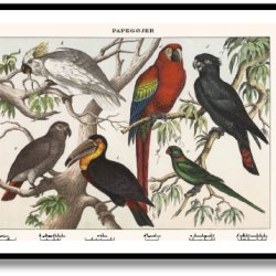 Natur plakat 50x70cm i ramme