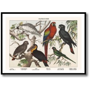 Nature poster 50x70cm in frame