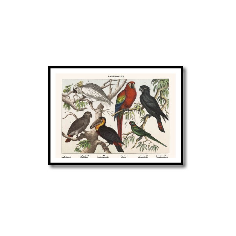 Nature poster 50x70cm in frame