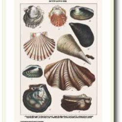 Nature poster 50x70cm in frame