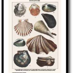 Nature poster 50x70cm in frame