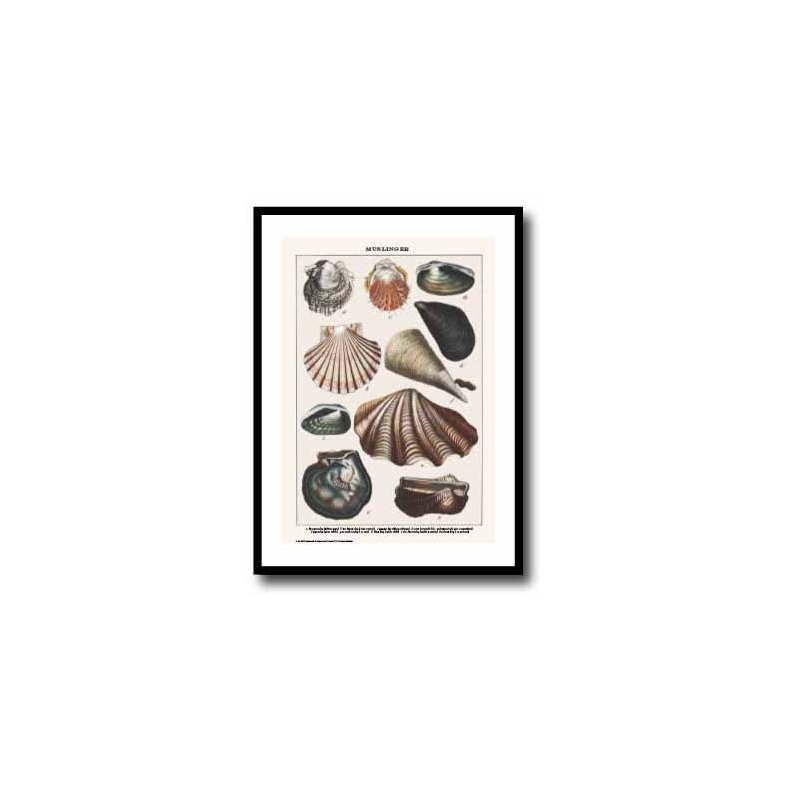 Natur plakat 50x70cm i ramme