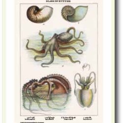 Nature poster 50x70cm in frame