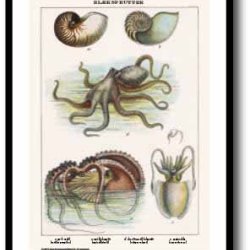 Nature poster 50x70cm in frame