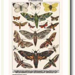 Nature poster 50x70cm in frame