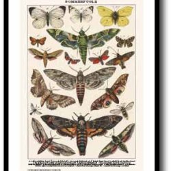 Nature poster 50x70cm in frame