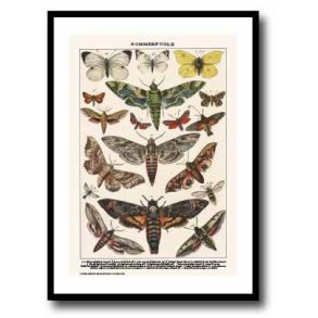 Nature poster 50x70cm in frame