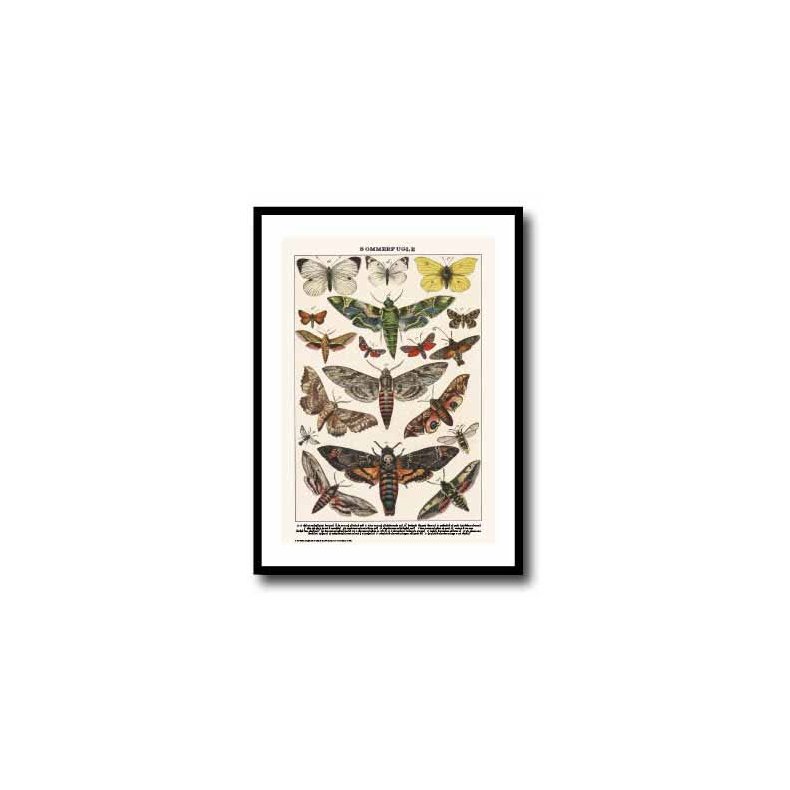 Nature poster 50x70cm in frame