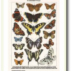 Nature poster 50x70cm in frame