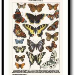 Nature poster 50x70cm in frame