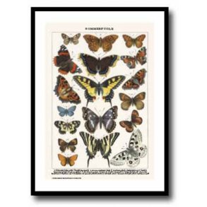 Nature poster 50x70cm in frame