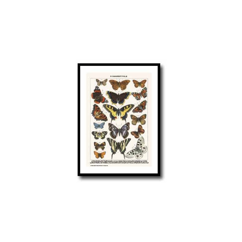 Natur plakat 50x70cm i ramme