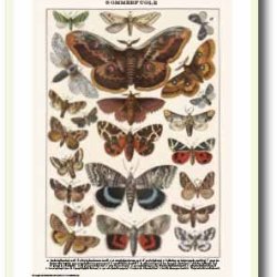 Natur plakat 50x70cm i ramme