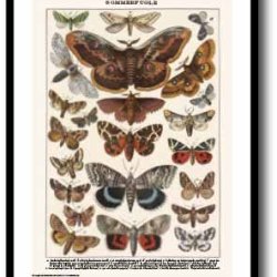 Natur plakat 50x70cm i ramme