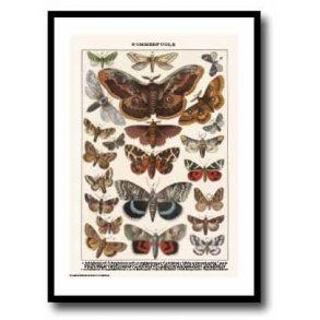 Natur plakat 50x70cm i ramme