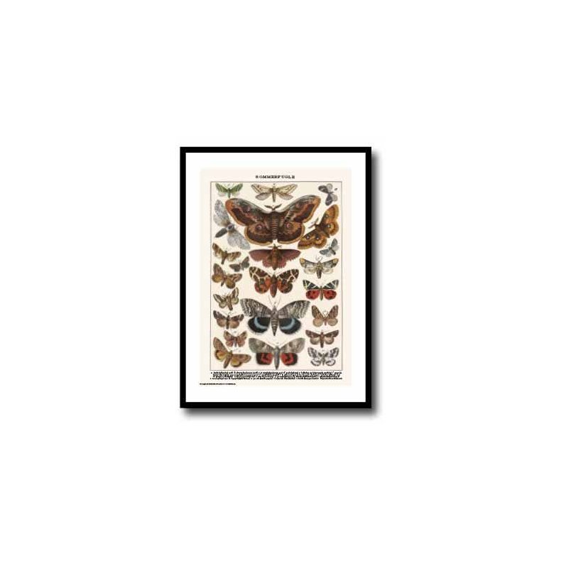 Natur plakat 50x70cm i ramme