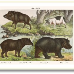 Nature poster 50x70cm in frame