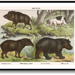 Nature poster 50x70cm in frame