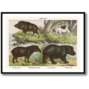 Nature poster 50x70cm in frame