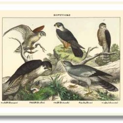 Natur plakat 50x70cm i ramme