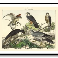 Natur plakat 50x70cm i ramme