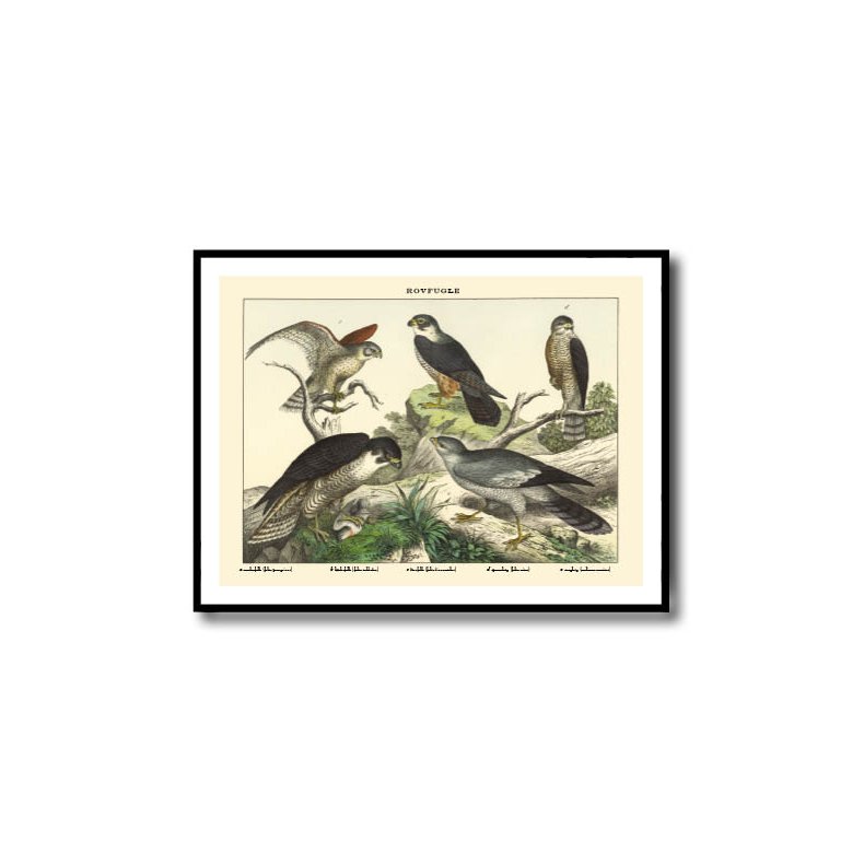 Nature poster 50x70cm in frame