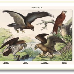 Nature poster 50x70cm in frame