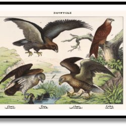 Nature poster 50x70cm in frame