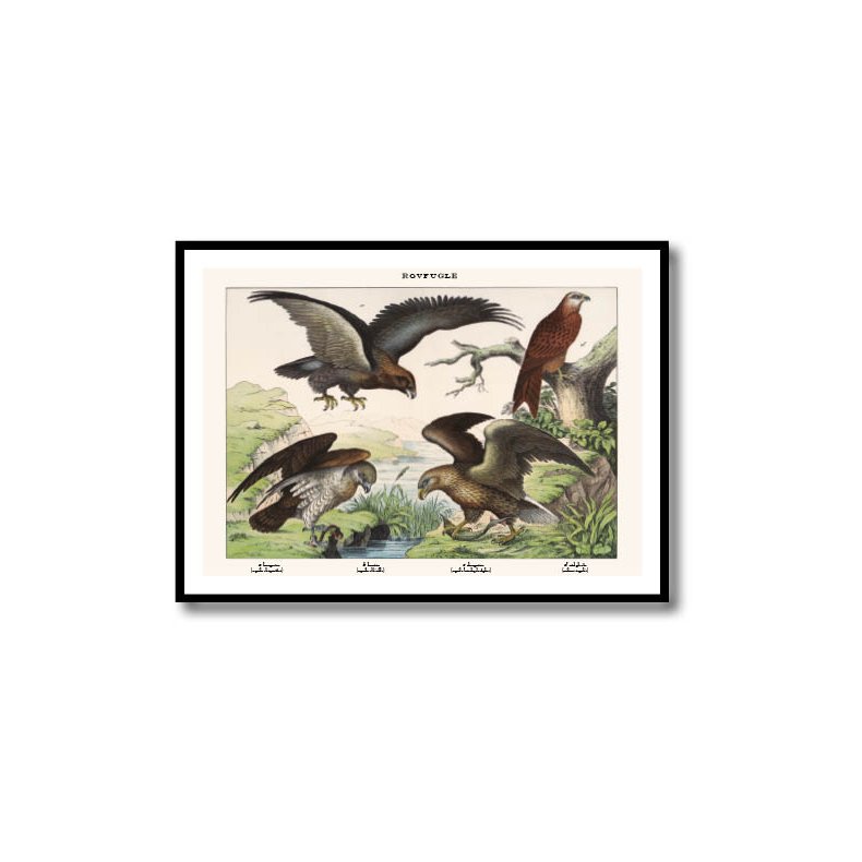 Nature poster 50x70cm in frame
