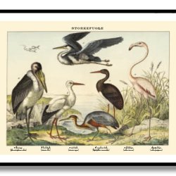 Natur plakat 50x70cm i ramme