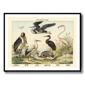 Natur plakat 50x70cm i ramme