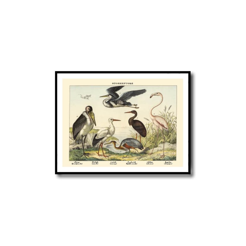 Nature poster 50x70cm in frame