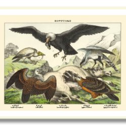 Natur plakat 50x70cm i ramme