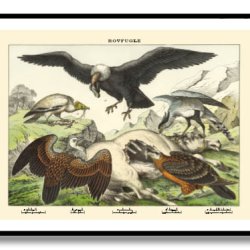 Natur plakat 50x70cm i ramme