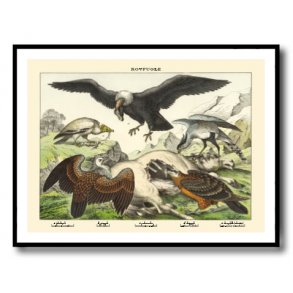 Natur plakat 50x70cm i ramme