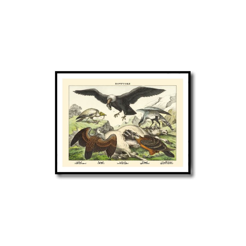Nature poster 50x70cm in frame