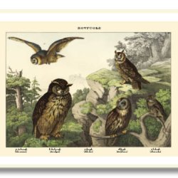 Natur plakat 50x70cm i ramme