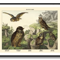 Natur plakat 50x70cm i ramme