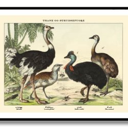 Nature poster 50x70cm in frame