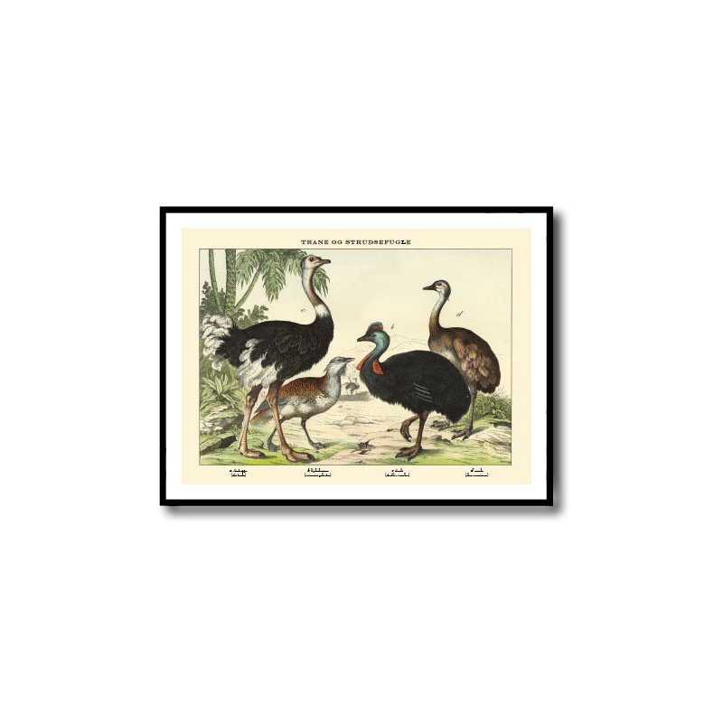 Natur plakat 50x70cm i ramme