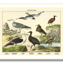 Natur plakat 50x70cm i ramme