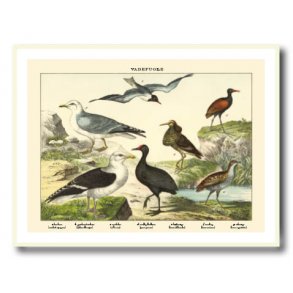 Natur plakat 30x40cm i hvid ramme