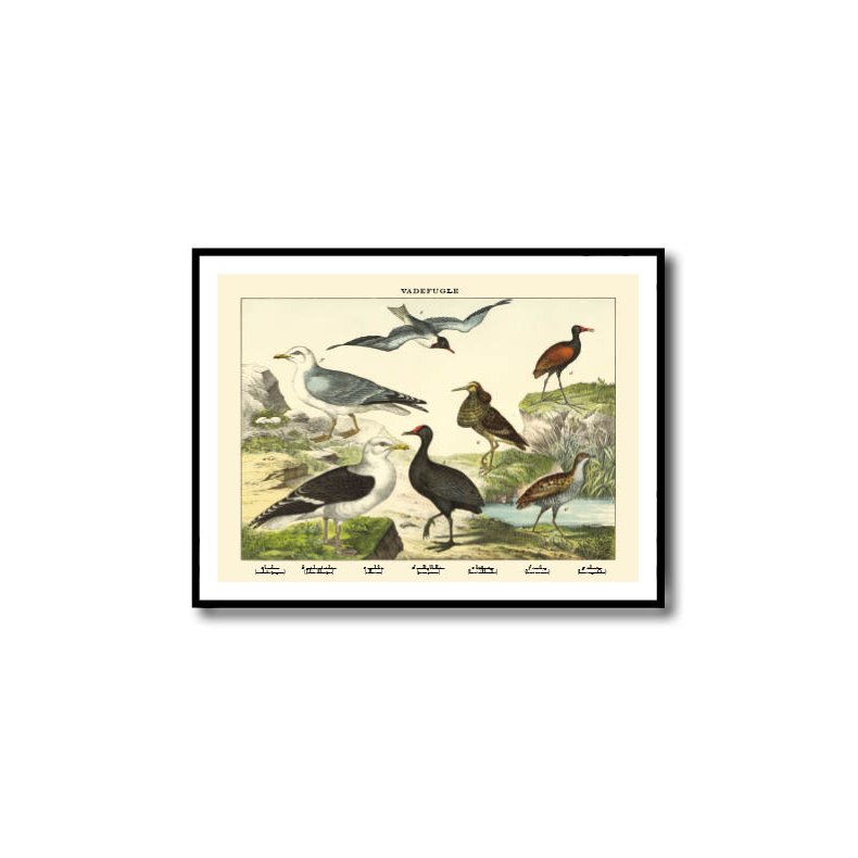 Nature poster 50x70cm in frame