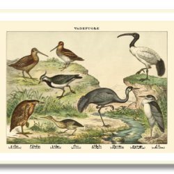 Natur plakat 50x70cm i ramme