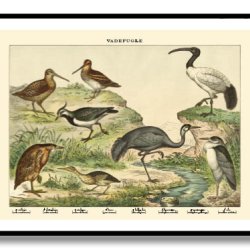 Natur plakat 50x70cm i ramme